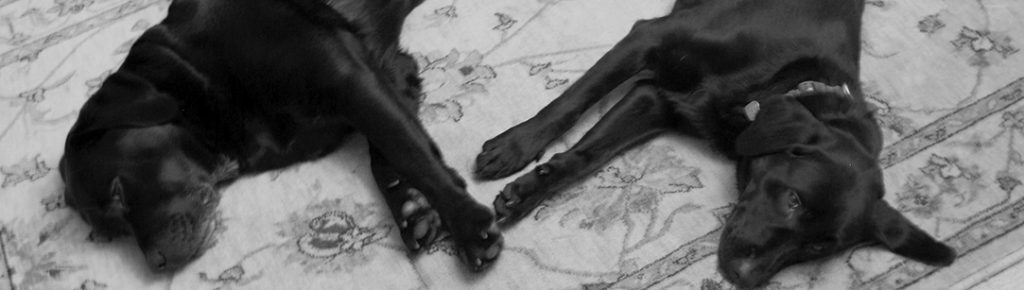 Black and white photo of two dogs touching front paws