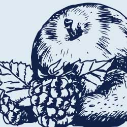 Pen and ink sketch of fruit: apple, and raspberries and strawberries
