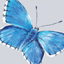 Watercolour illustration of an adonis blue butterfly