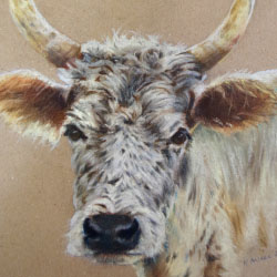 Original drawing of a cow from the Chillingham estate herd