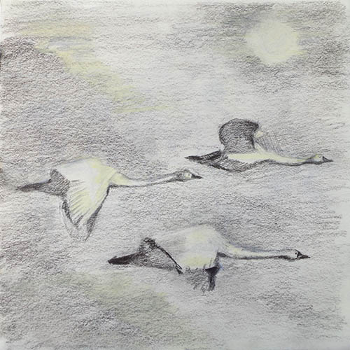 Pencil sketch of three swans flying with sun behind them - a drawing created when using my sketchbook
