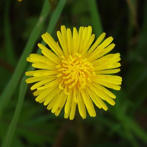 Photograph of dandelion flower