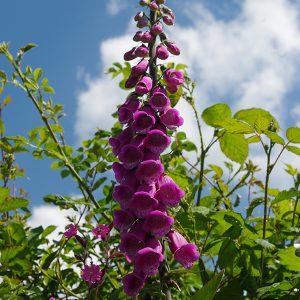 Photograph of foxglove wild flowers against blue sky