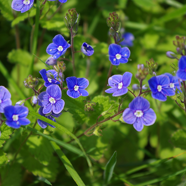 Photograph of speedwell wild flowers