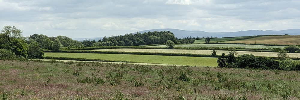 Photo of countryside landscape. North Devon. Blue sky. Grasses in foreground. Dartmoor in the distance
