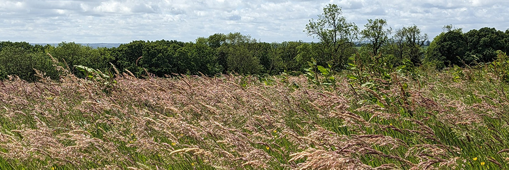 Photograph of North Devon countryside landscape, grasses in foreground