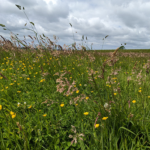 Photograph of North Devon meadow, with yorkshire fog grass and buttercups. Clouds in the sky.