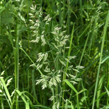 The beauty of grasses
