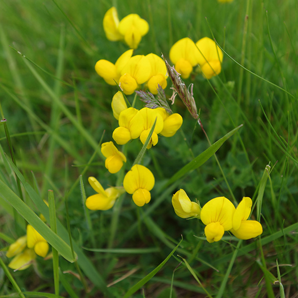 Photograph of birdsfoot trefoil