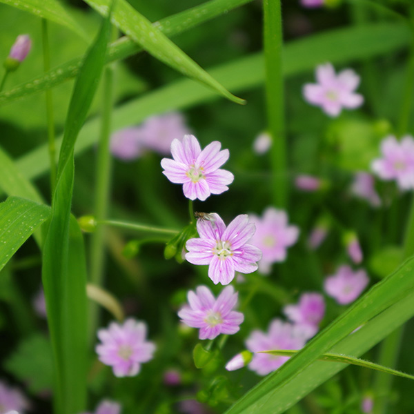Photograph of pink purslane or candy flower