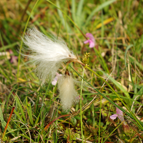 Photograph of cotton grass blowing in the wind