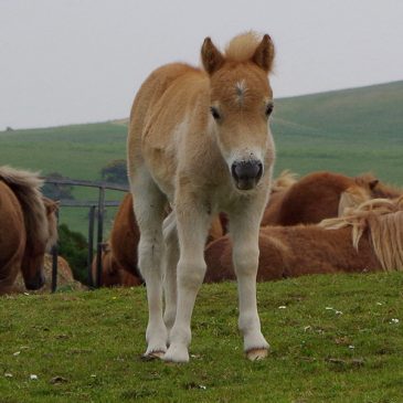 Walk on Dartmoor
