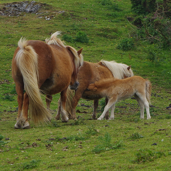 Photograph of Dartmoor pony foal feeding from its mother