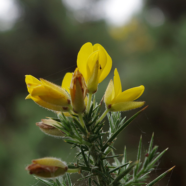 Close up photograph of gorse flowers