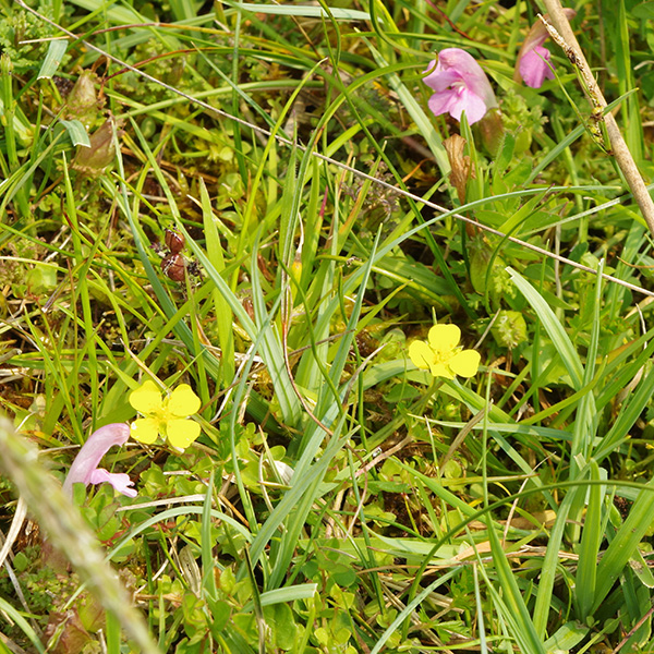 Photograph of tormentil and lousewort on Dartmoor