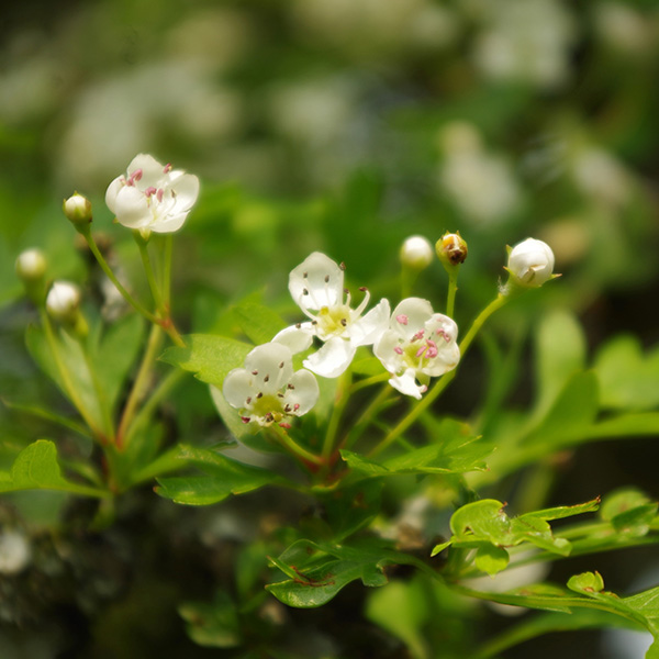 Close up photograph of may blossom