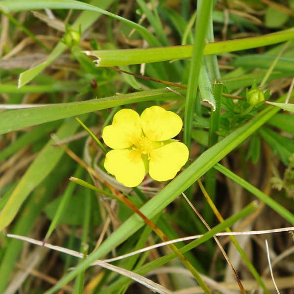 Close up photograph of tormentil flower on Dartmoor