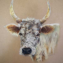 Pastel portrait of a cow.