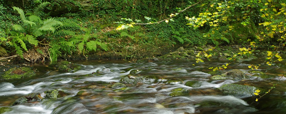 river River flowing through beautiful greenery