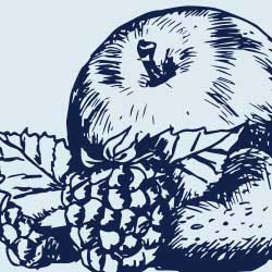 Pen and ink sketch of fruit: apple, and raspberries and strawberries