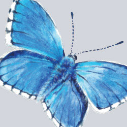 Watercolour illustration of an adonis blue butterfly