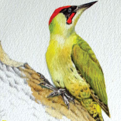 Watercolour illustration of green woodpecker on a branch