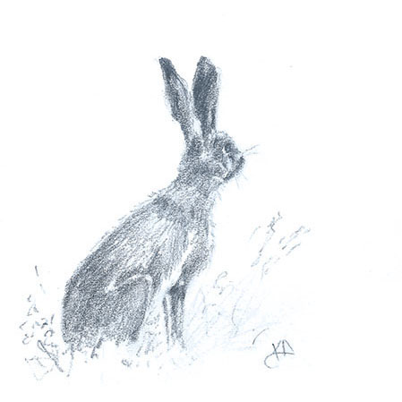 pencil sketch of a hare
